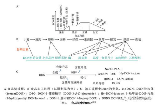 食品科學(xué) 安徽工程大學(xué)郭紅艷講師等 嘔吐毒素的食品污染 吸收代謝及腸道毒性研究進(jìn)展